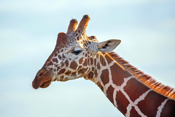 Safari en Kenia y Tanzania